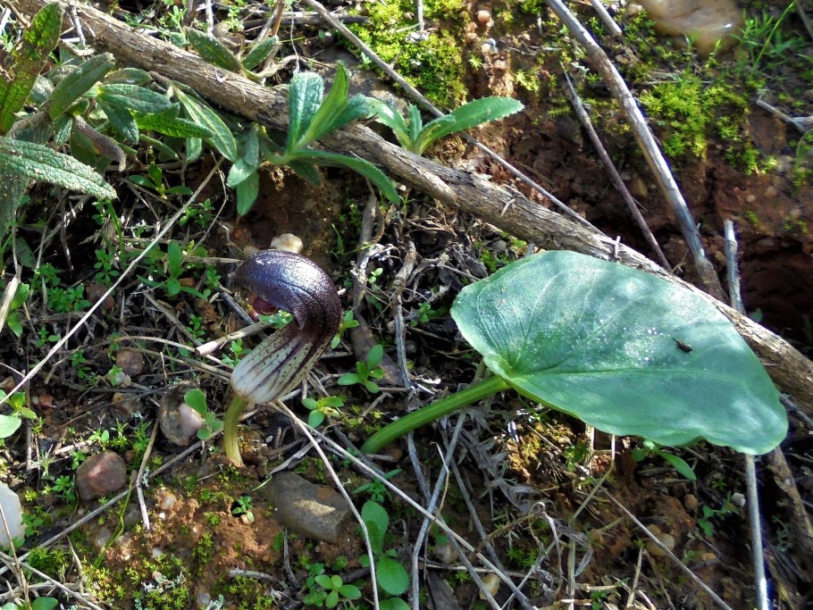 Ботанические иллюстрации Ароидные