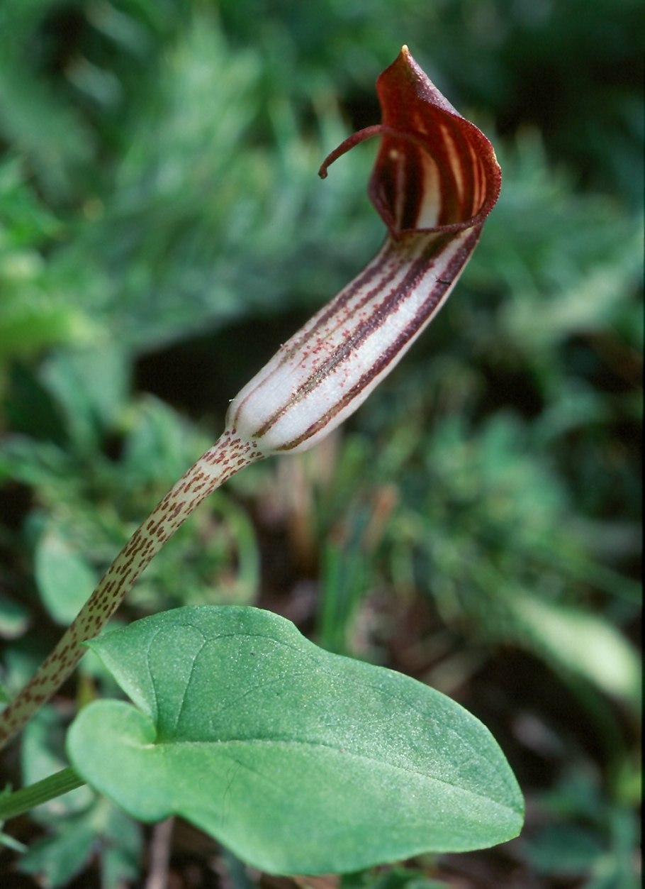 Arisarum vulgare фото