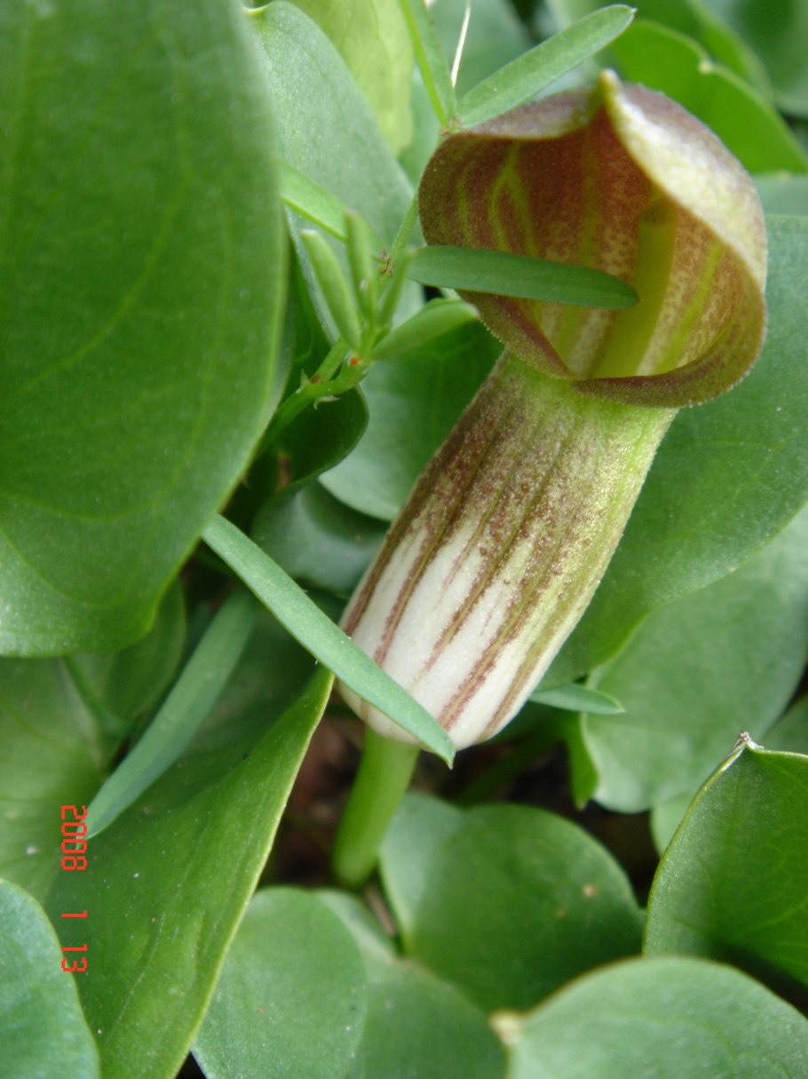 Рабея диформис