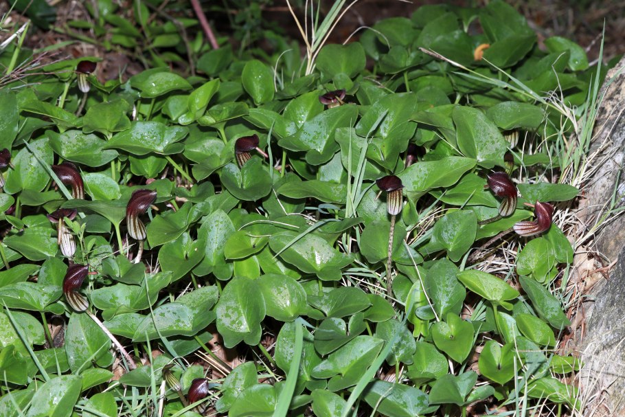 Arum Italicum (Арум Италикум)