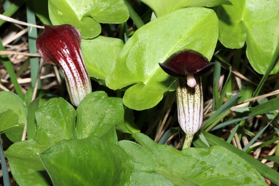 Аризарум фото