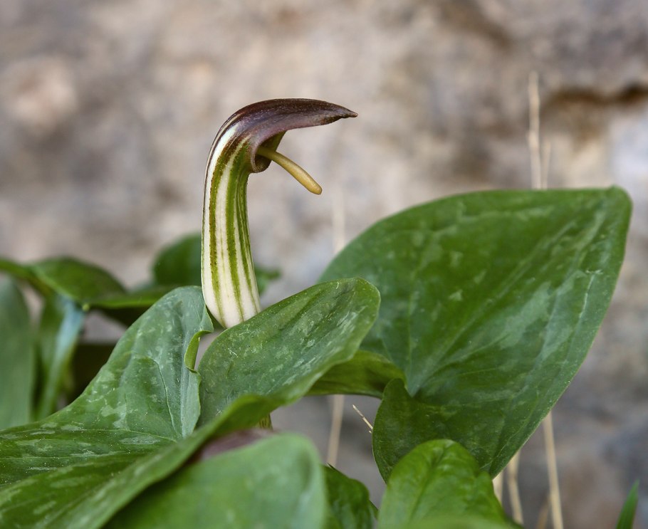 Arisarum vulgare фото