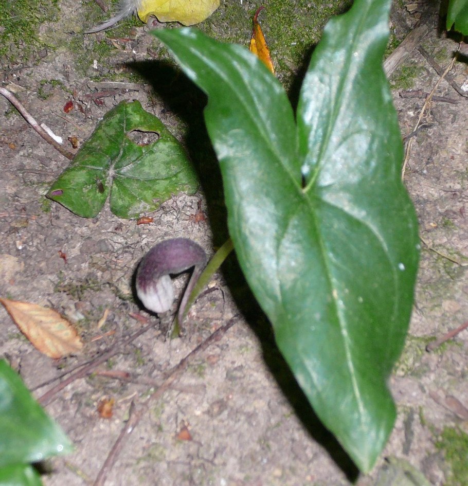 Аронник Italicum