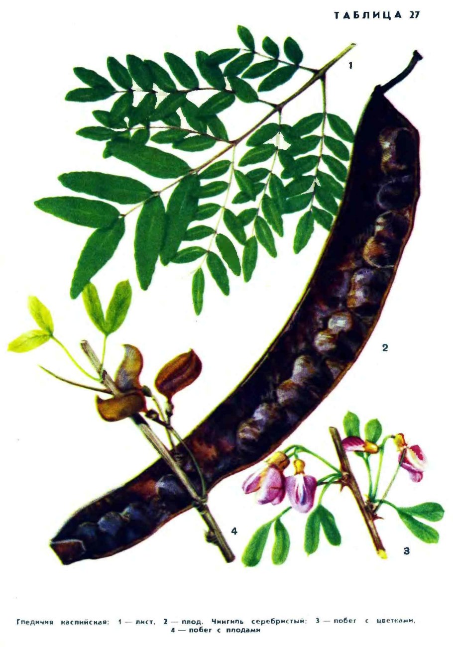 Гледичия Акация