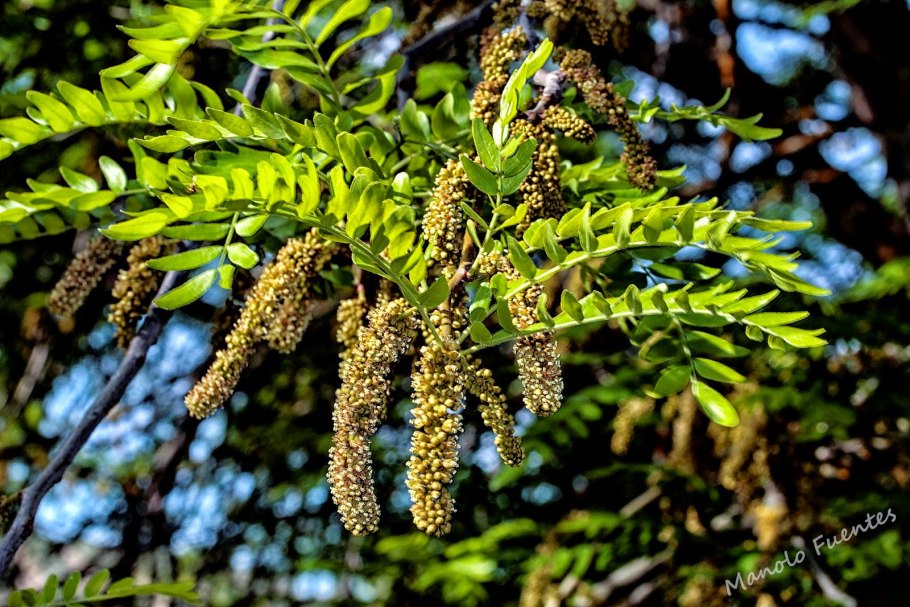 Гледичия обыкнове́нная (трёхколю́чковая) Skyline (Gleditsia triacanthos)