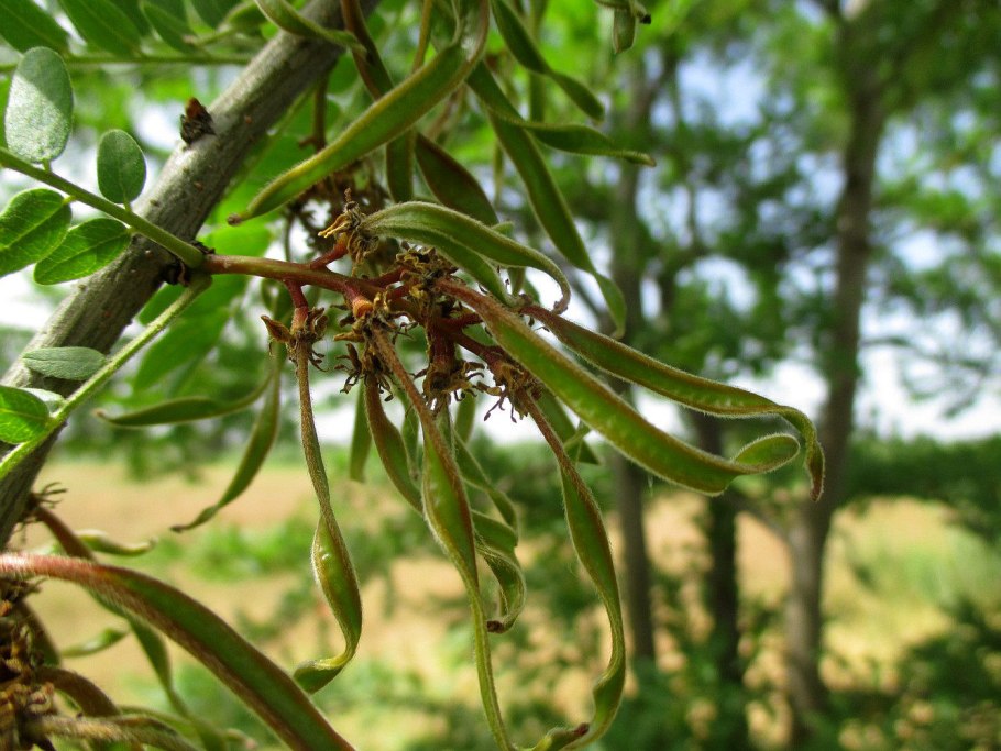 Гледичия плакучая