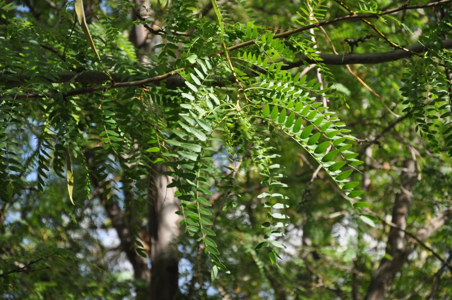Гледичия японская Акация