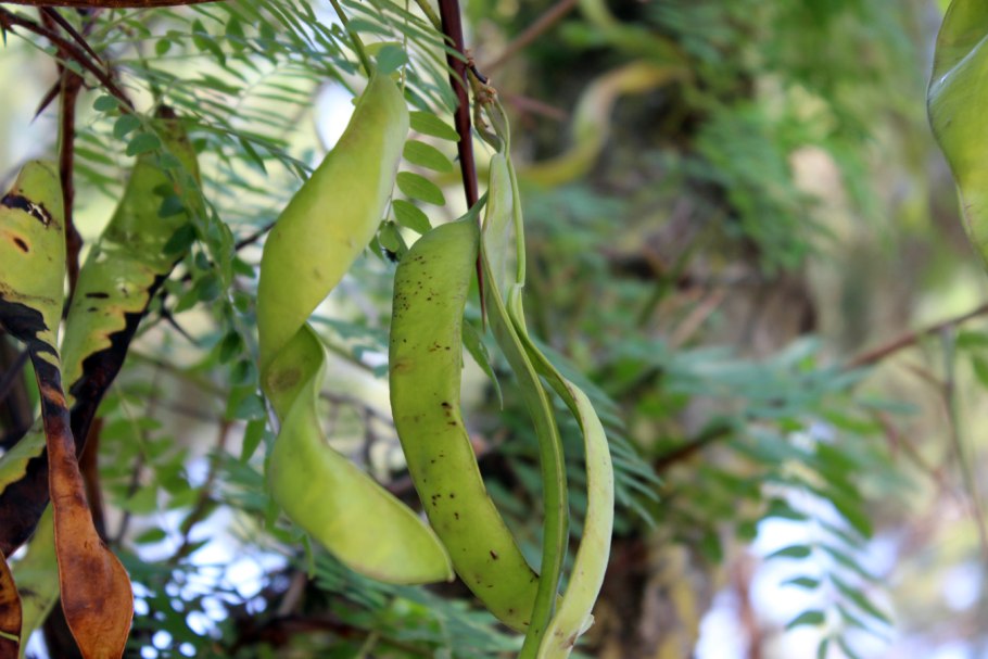 Гледичия цветет