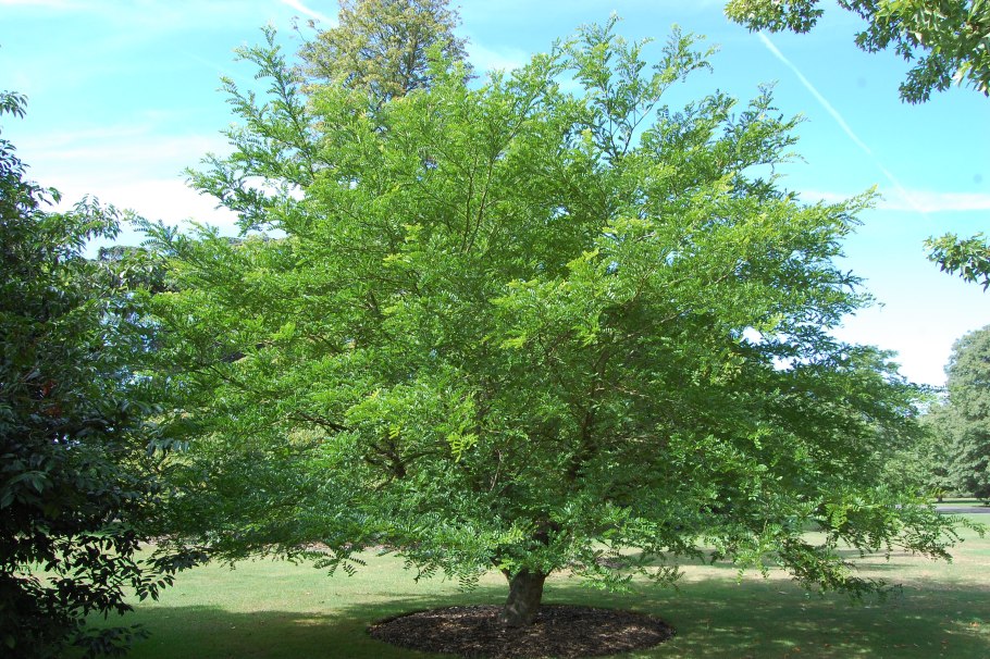 Gleditsia japonica