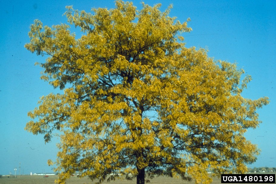 Саранчовое дерево