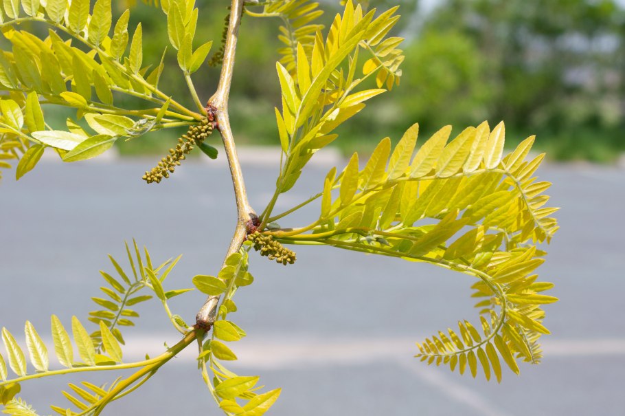Gleditsia triacanthos Sunburst