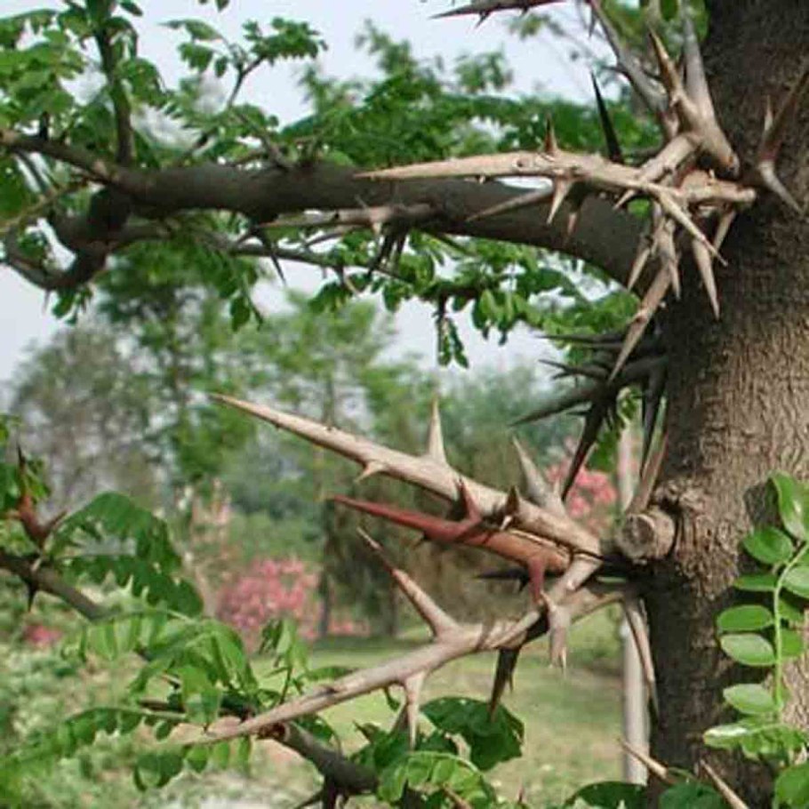 Гледичия обыкновенная (трехколючковая)