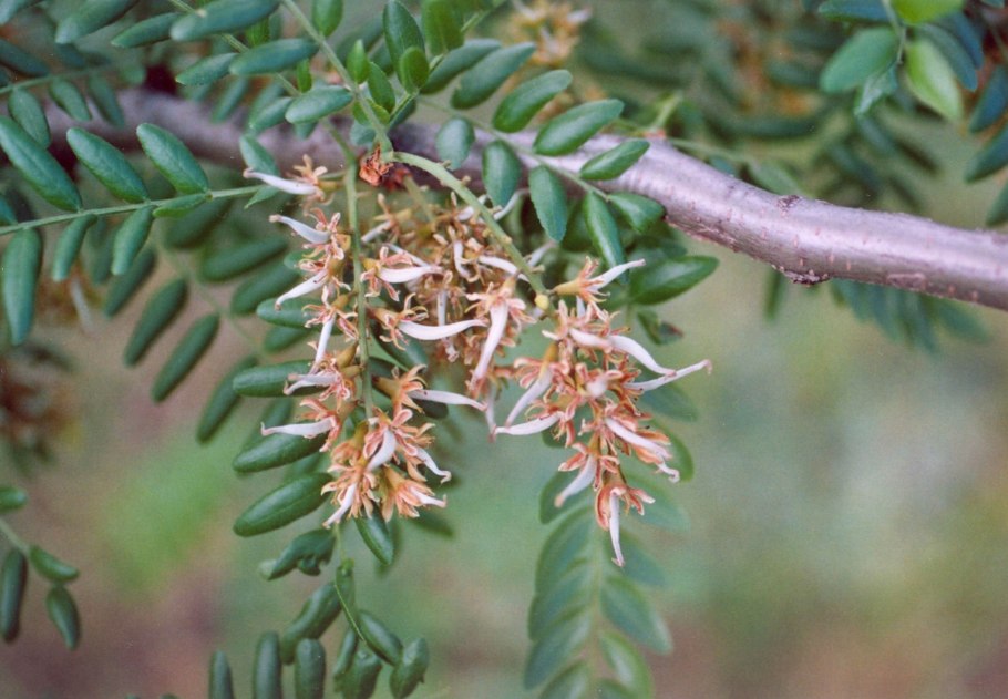 Гледичия обыкновенная медонос