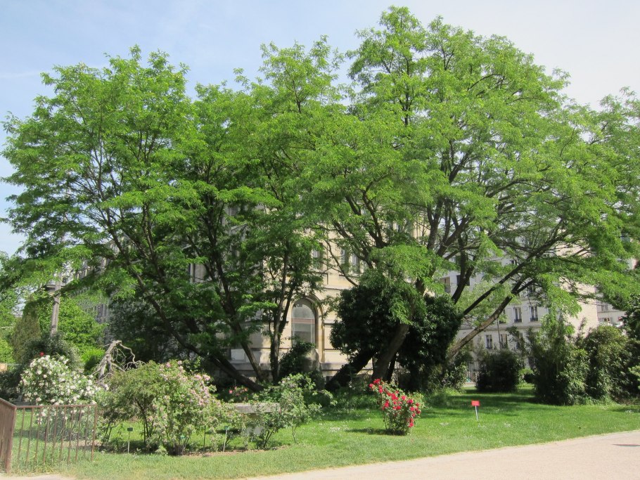 Дендрарий Волгоград гледичия