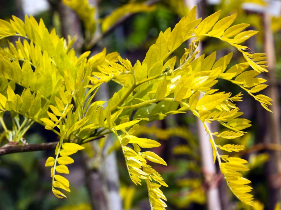 Гледичия китайская