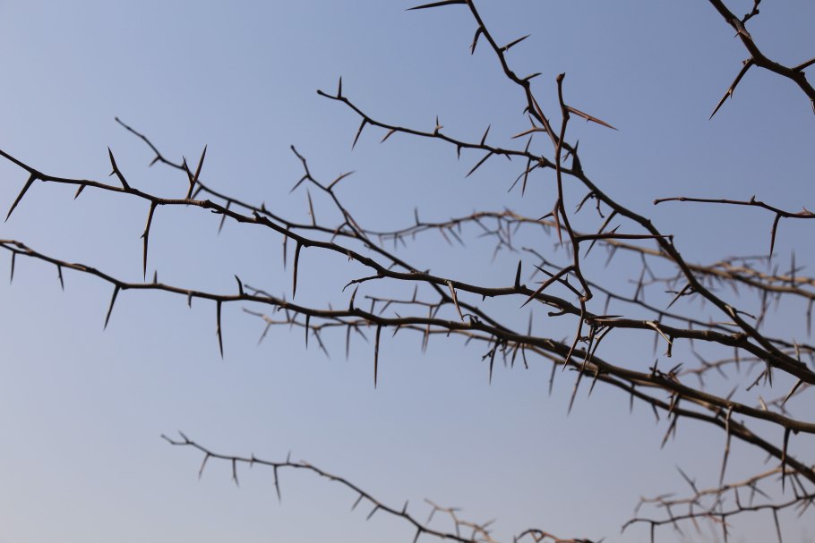 Гледичия трехкомпонентная