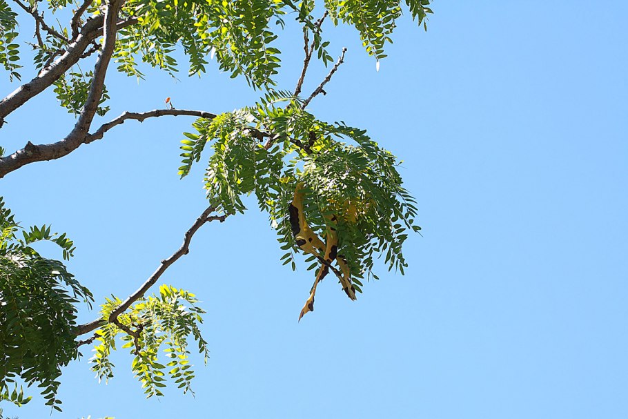 Гледичия трёхколючковая (Gleditsia triacanthos)