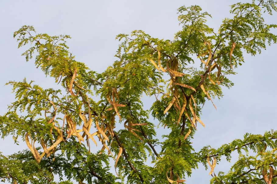 Гледичия Акация