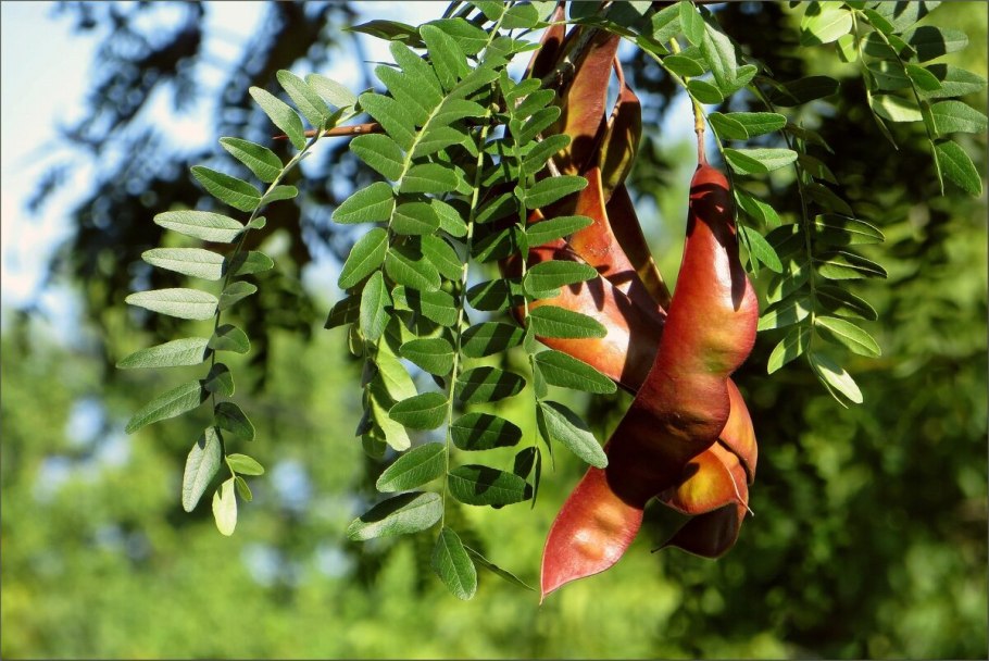 Гледичия водяная