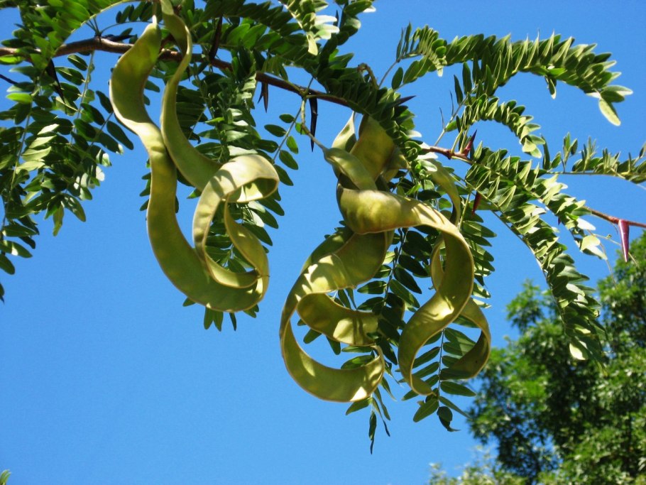 Гледичия обыкновенная (трехколючковая)