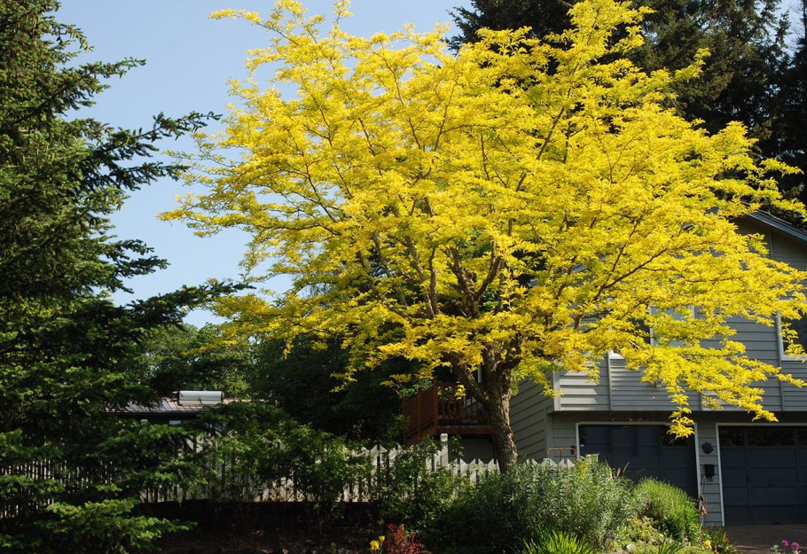 Gleditsia triacanthos sunburst