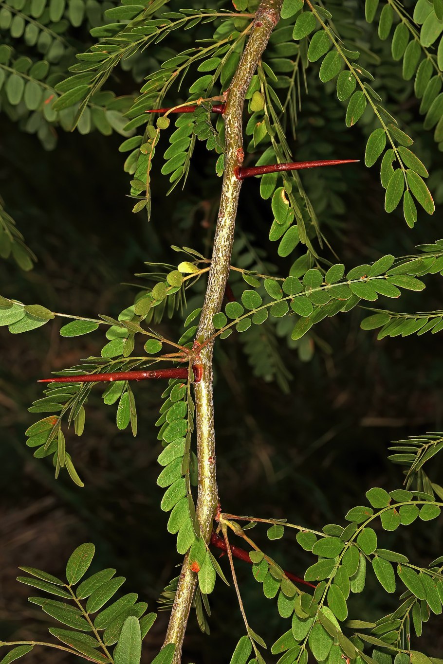 Гледичия трёхколючковая дерево