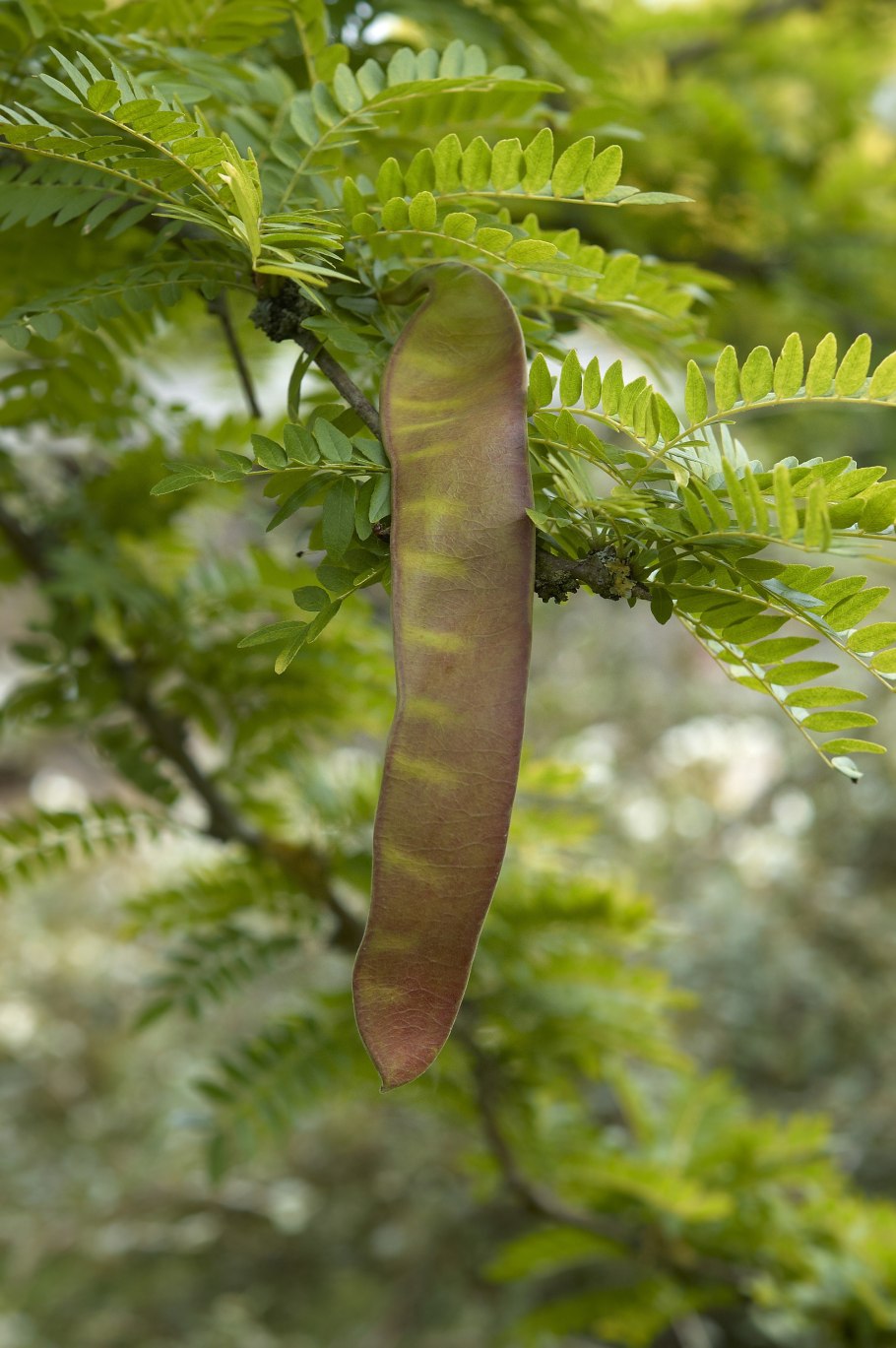 Гледичия японская Акация
