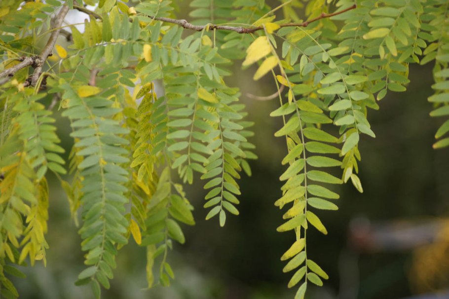 Гледичия обыкновенная (трехколючковая)
