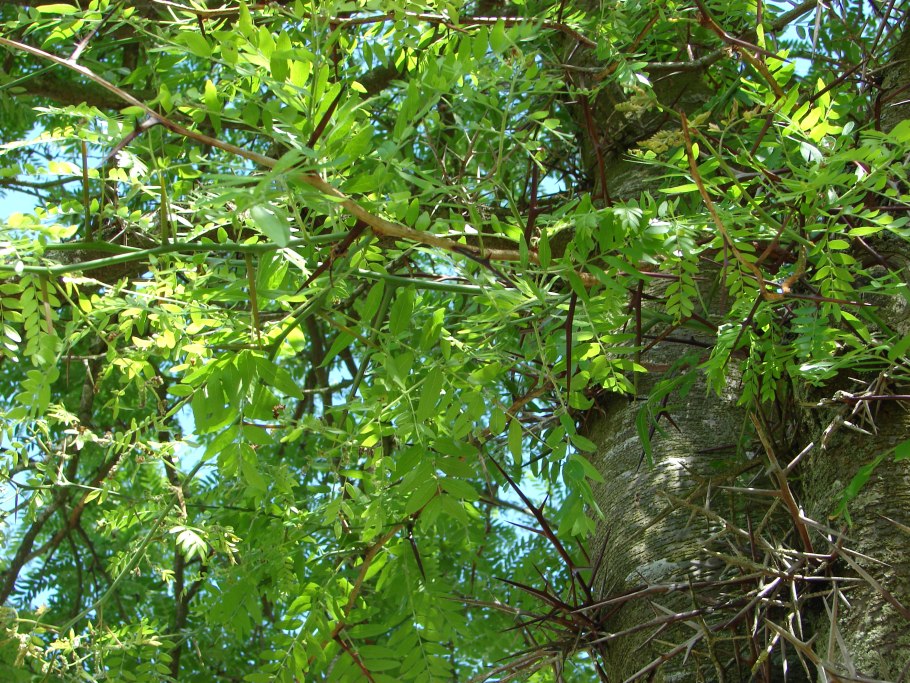 Медовое дерево