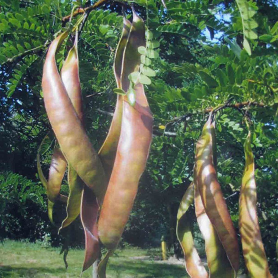 Гледичия Акация