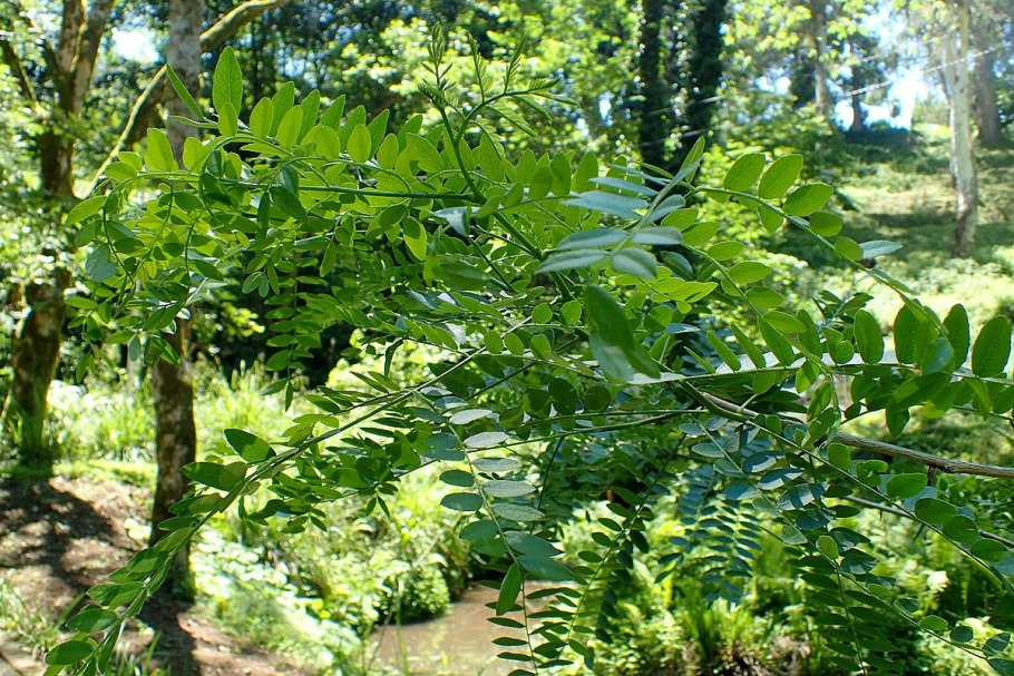 Гледичия Акация