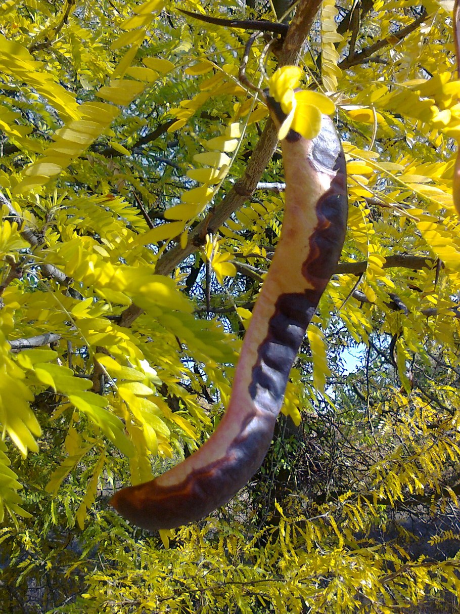 Gleditsia triacanthos