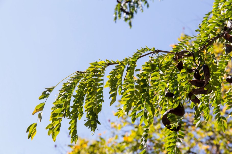 Гледичия трёхколючковая (Gleditsia triacanthos)