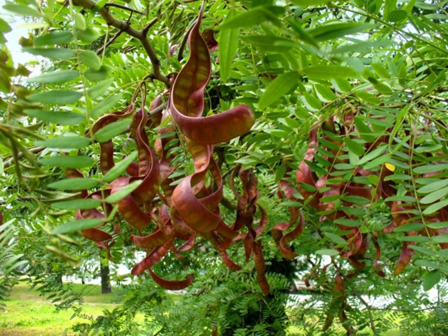 Гледичия трёхколючковая (Gleditsia triacanthos)