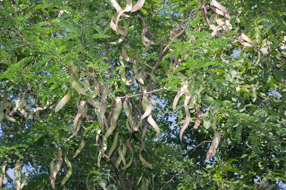 Гледичия Sunburst