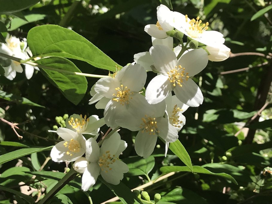 Philadelphus lewisii
