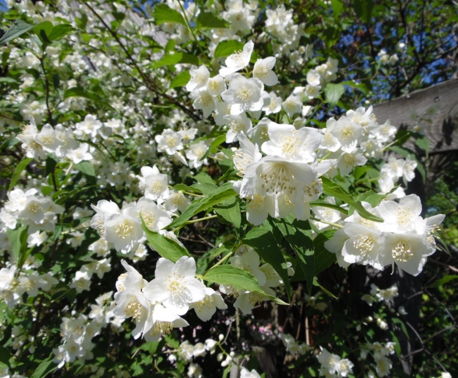 Жасмин куст