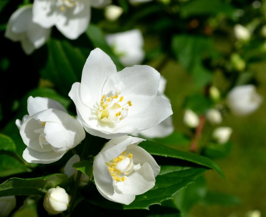 Чубушник Калинка