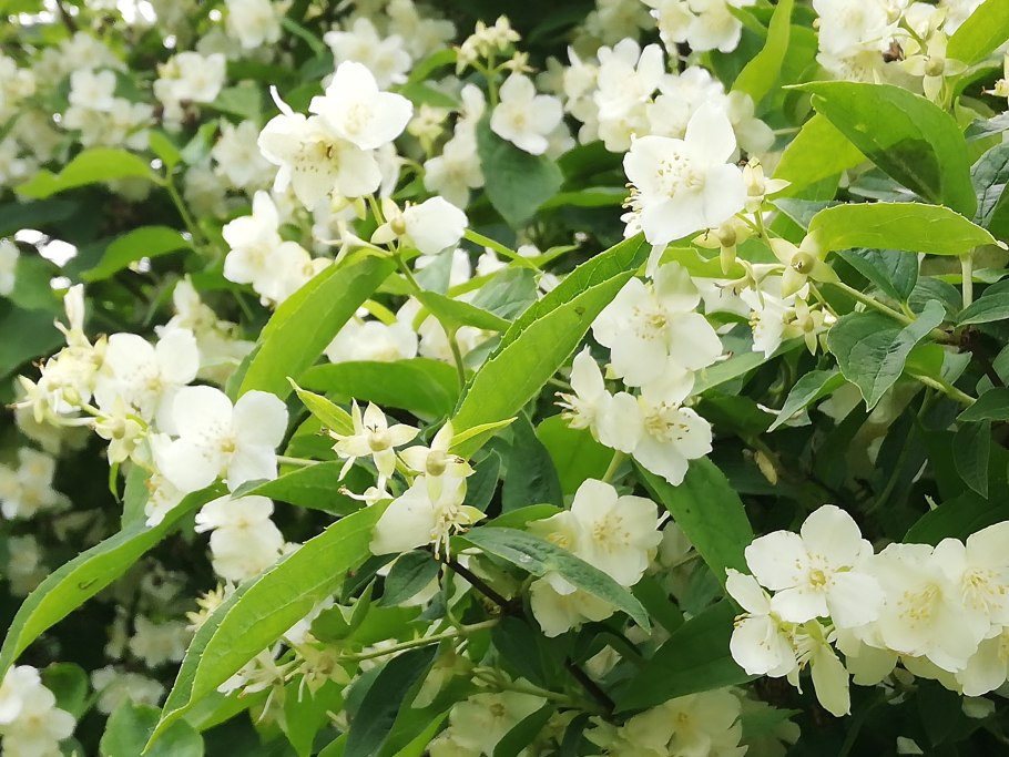 Чубушник (Жасмин) саженцы