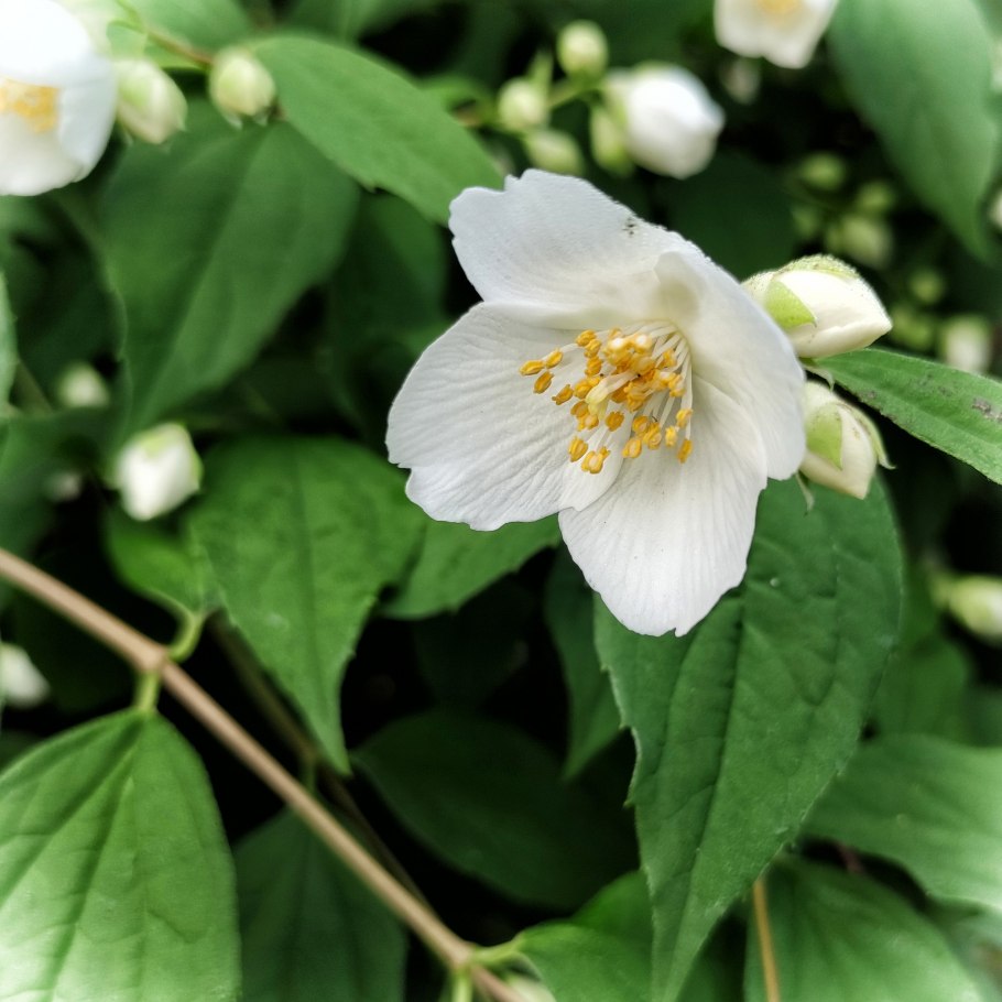 Чубушник Дальневосточный