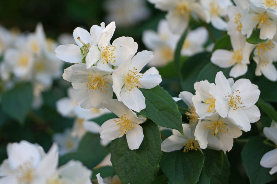 Жасмин чубушник венечный