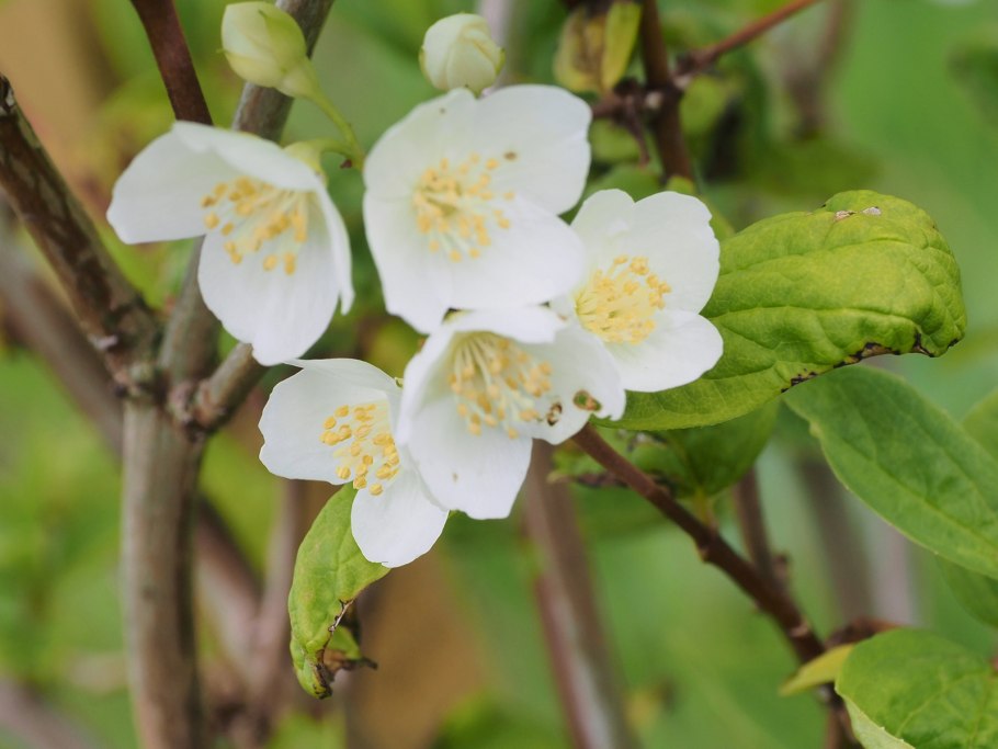 Philadelphus caucasicus