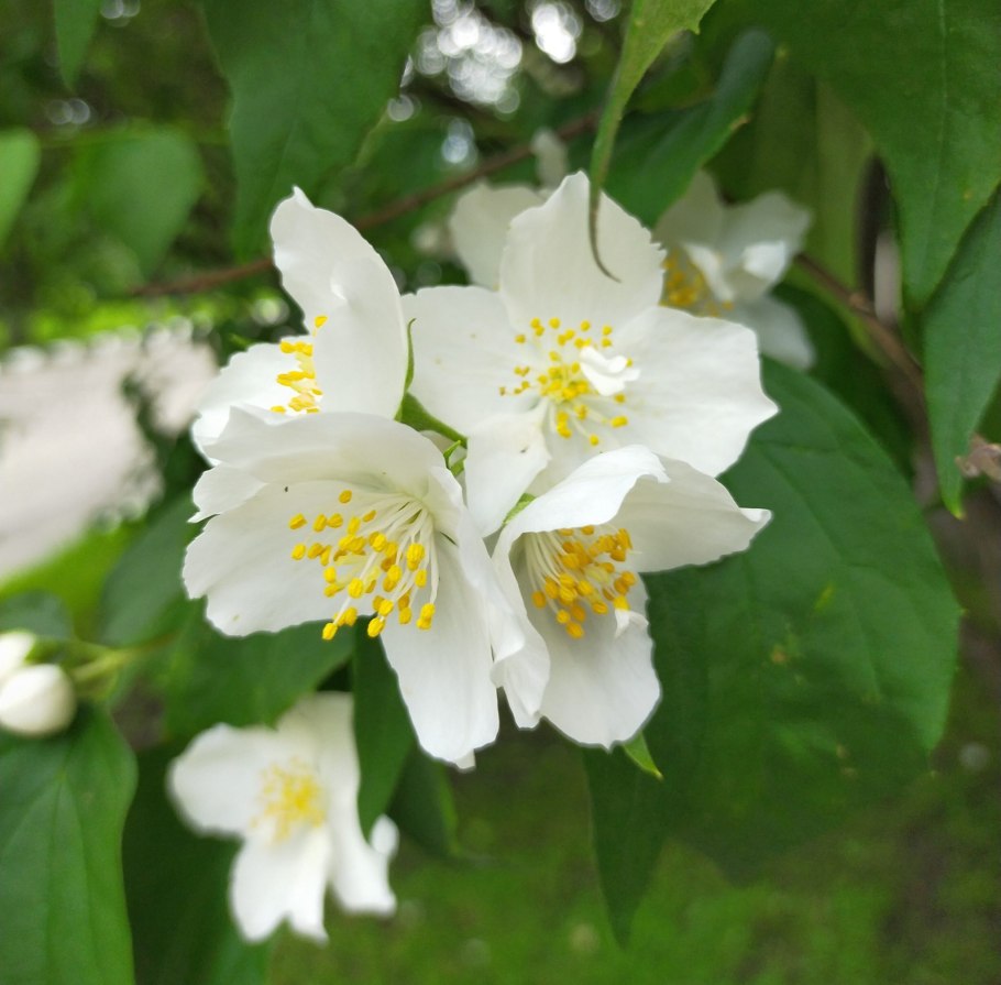 Philadelphus caucasicus
