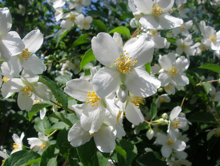 Жасмин куст