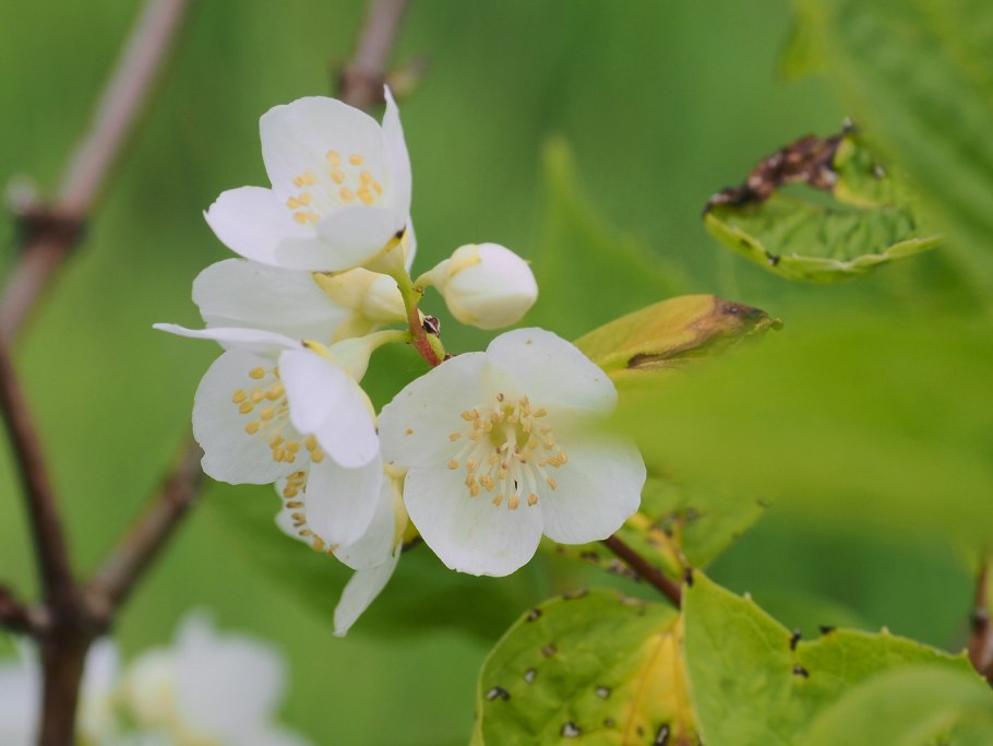 Жасмин чубушник Вирджинал бутоны