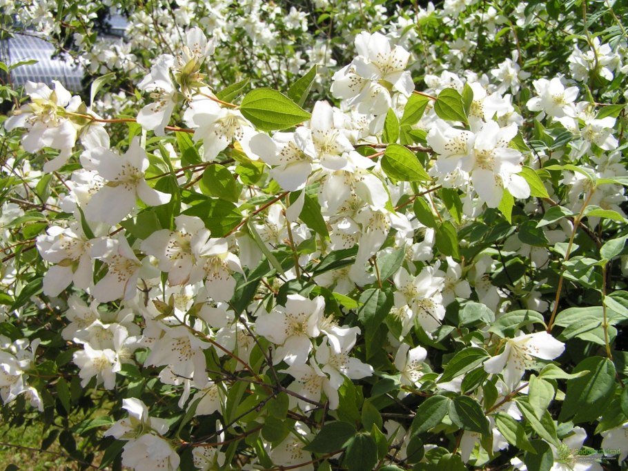 Жасмин мелкоцветущий