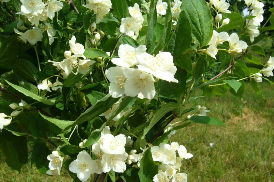 Жасмин кустарник чубушник