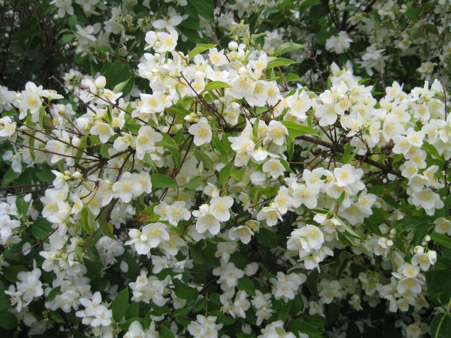 Чубушник Justynka