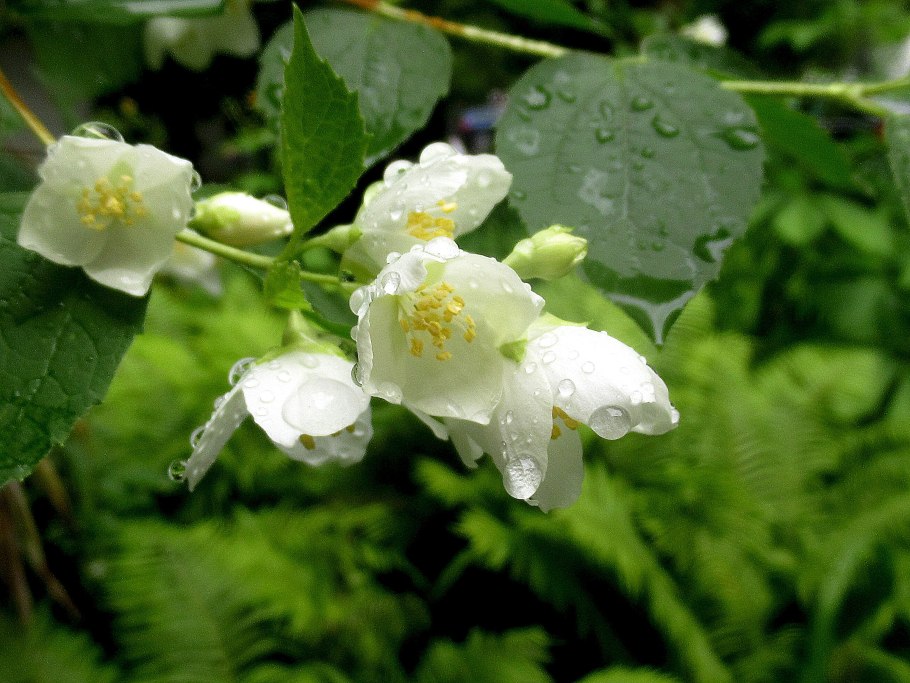 Чубушник Желтопестрый