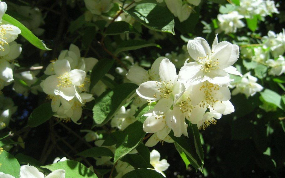 Жасмин венечный